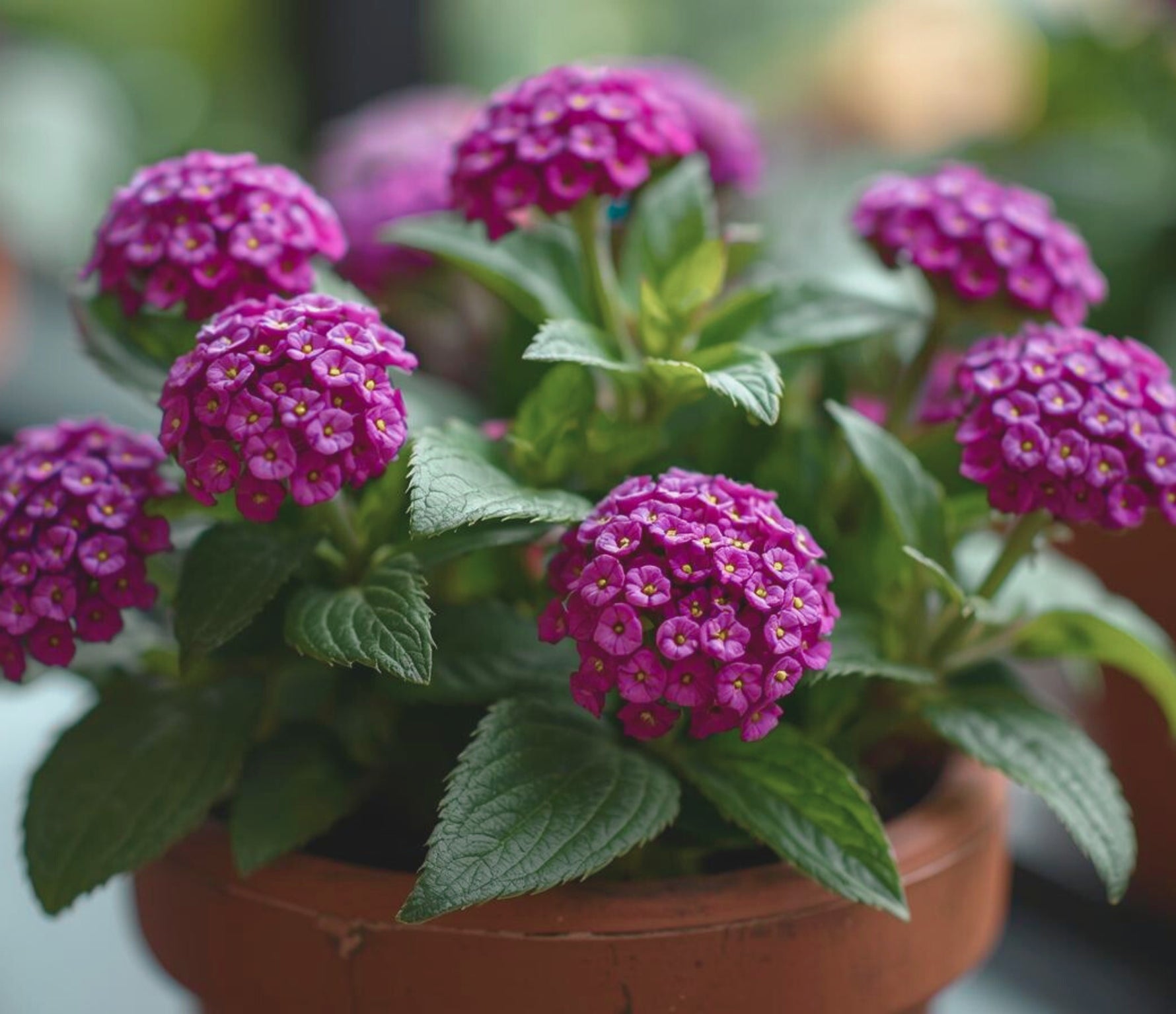 growth pattern of Lantana 'Dark Purple' (Rooted Starter Plant) live houseplant from Divine Roots