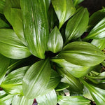 size reference for Janet Craig Pineapple Plant Dracaena Compacta live Dracaena from Divine Roots