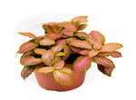 new growth on Fittonia Zalm Ruby Lime Rooted Starter Plant live houseplant from Divine Roots