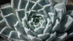 top view of Sempervivum Silverine Succulent Rooted Starter Plant live succulent from Divine Roots