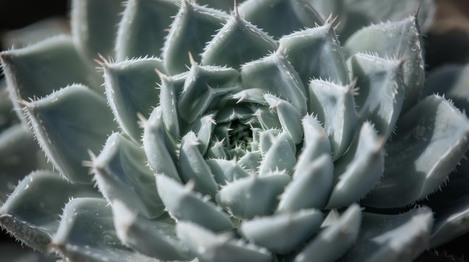 top view of Sempervivum Silverine Succulent Rooted Starter Plant live succulent from Divine Roots