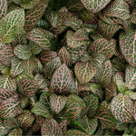 Fittonia Mistral Rooted Starter Plant live houseplant from Divine Roots