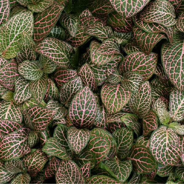 Fittonia Mistral Rooted Starter Plant live houseplant from Divine Roots