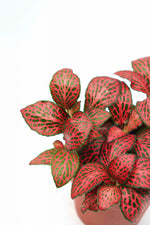 top view of Fittonia Forest Rooted Starter Plant live houseplant from Divine Roots