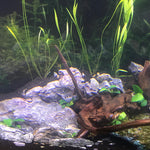 growth pattern of Pacific Wood For Aquascaping live houseplant from Divine Roots