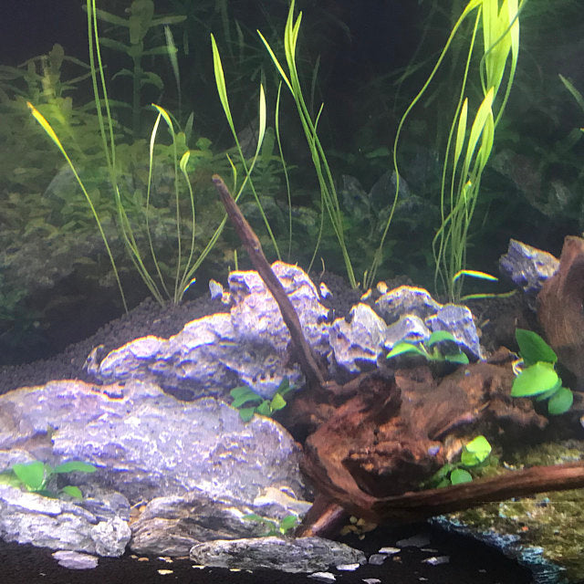 growth pattern of Pacific Wood For Aquascaping live houseplant from Divine Roots