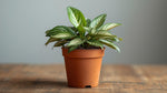size reference for Calathea Freddie Rooted Starter Plant live prayer plant from Divine Roots