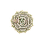 side profile of Echeveria Lola Rooted Starter Plant live succulent from Divine Roots