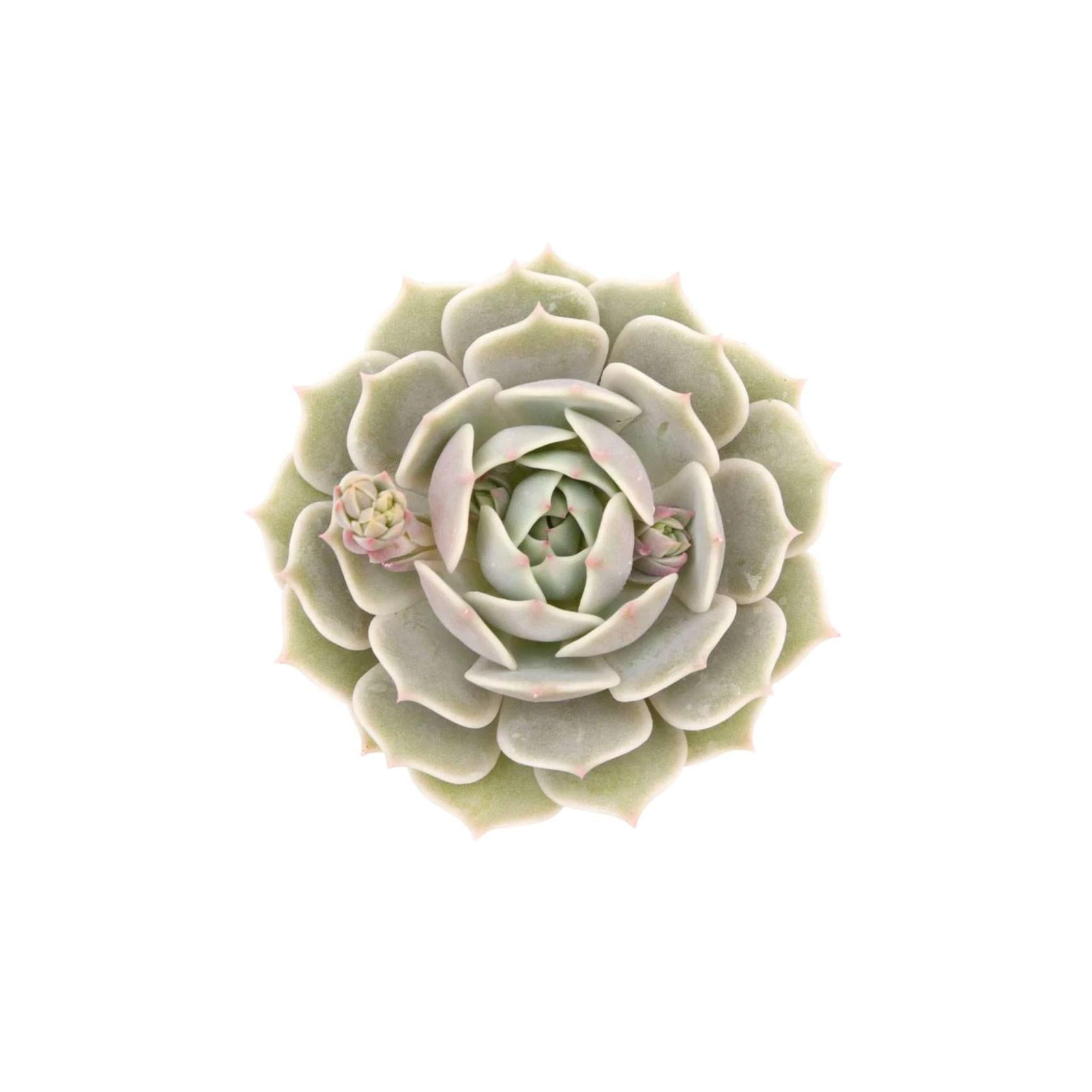 side profile of Echeveria Lola Rooted Starter Plant live succulent from Divine Roots