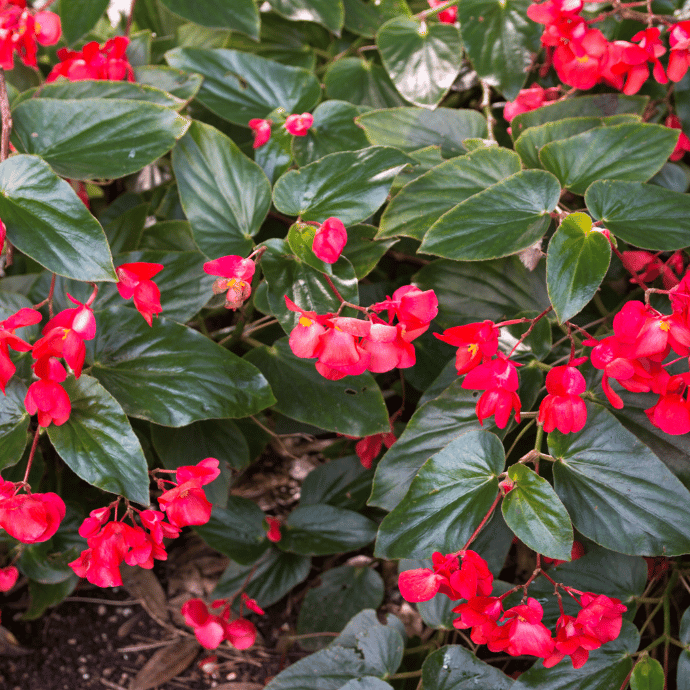 Angel Wing Begonia Sunbrite Red