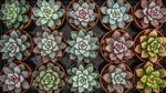 mature specimen of Echeveria Succulent Plant Pack live succulent from Divine Roots