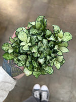 full view of Fittonia Tiger Rooted Starter Plant live houseplant from Divine Roots