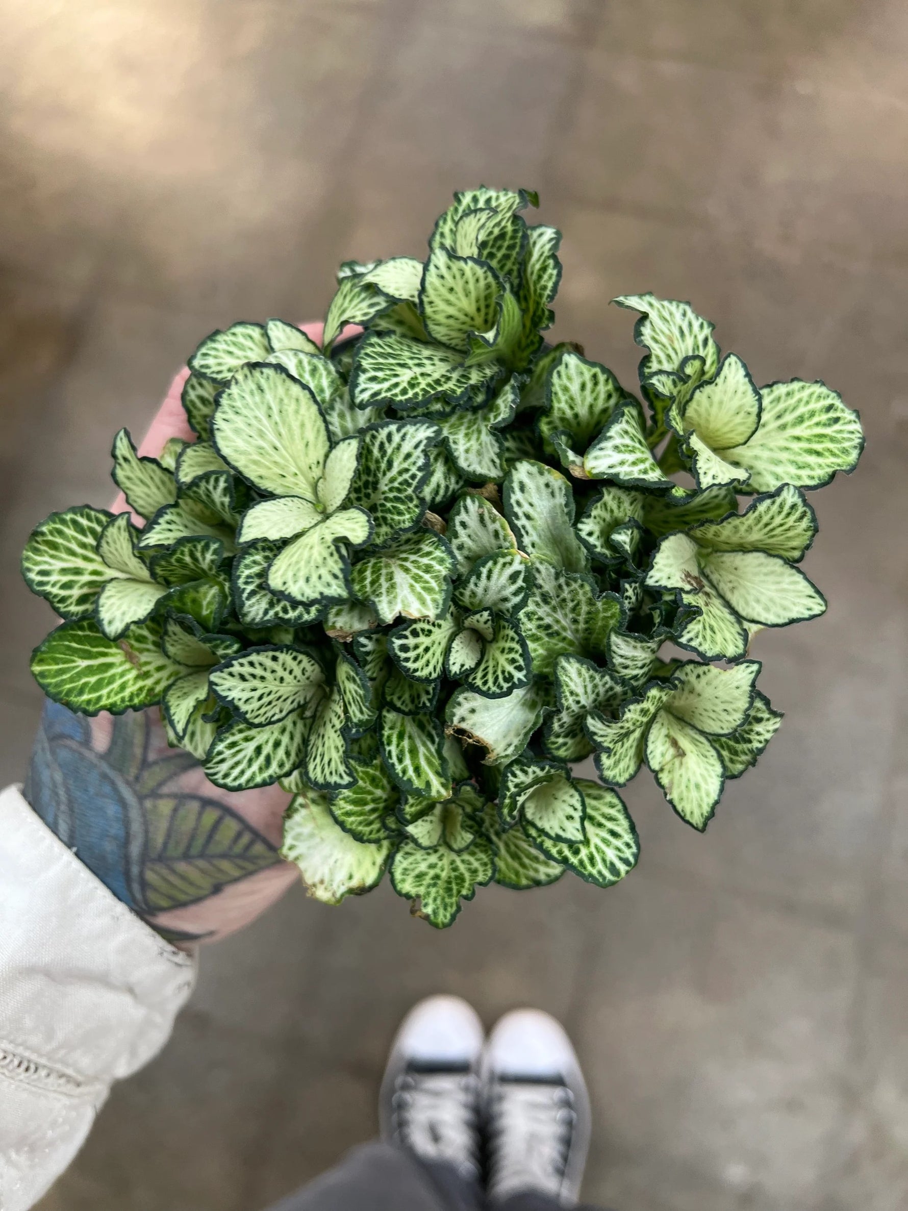 full view of Fittonia Tiger Rooted Starter Plant live houseplant from Divine Roots