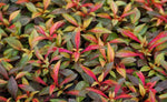 growth pattern of Joseph’s Coat “Multi-Color Hedge” (Alternathera sp.) live houseplant from Divine Roots