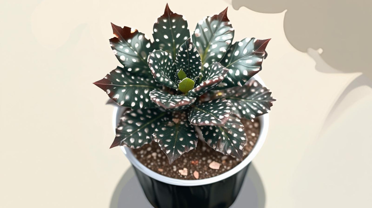 Angel Wing Begonia Fannie Moser live Begonia from Divine Roots
