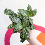 mature specimen of Fittonia Marble Green Rooted Starter Plants live houseplant from Divine Roots