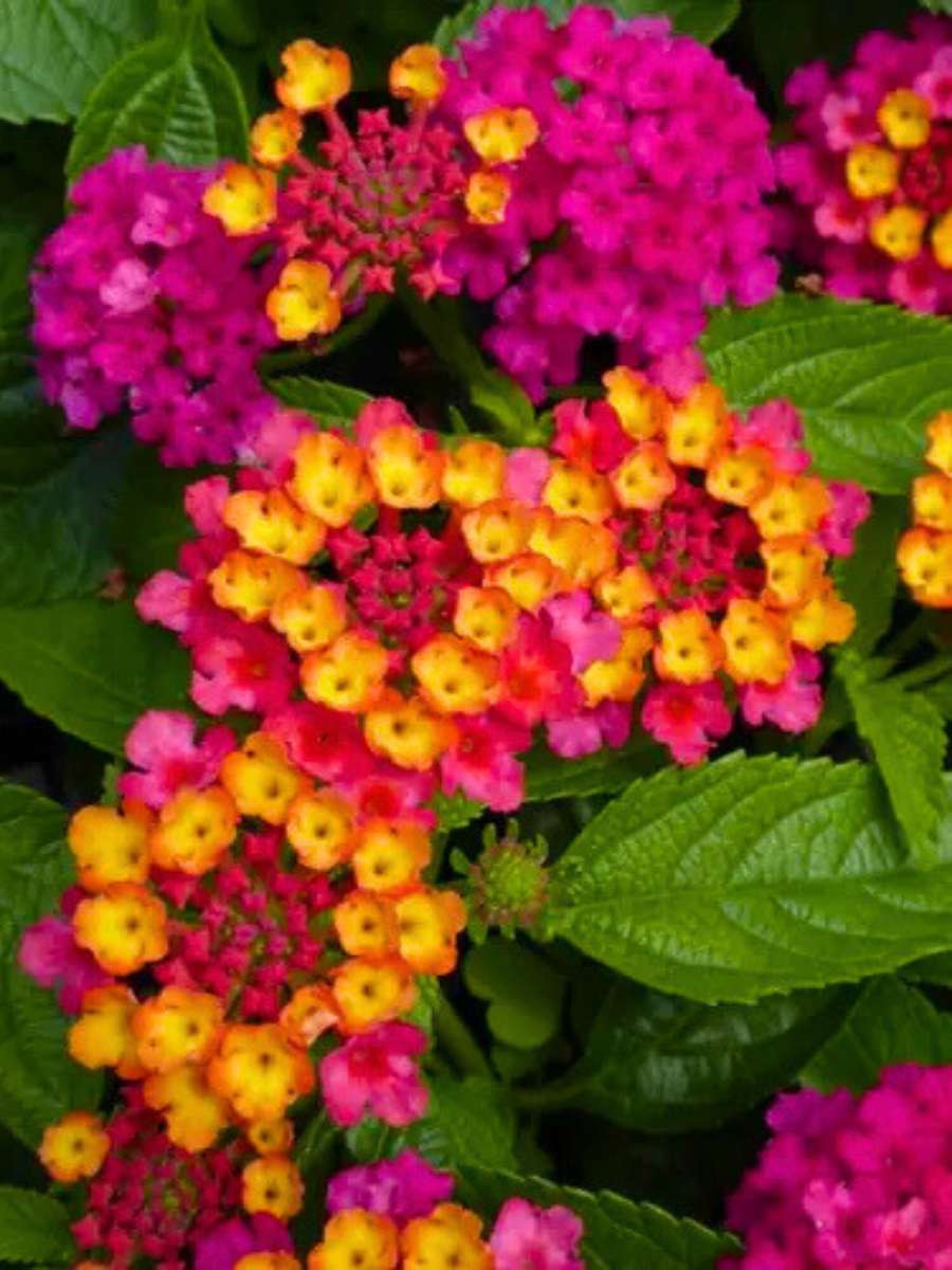 Lantana 'Dark Purple' (Rooted Starter Plant)
