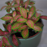 growth pattern of Fittonia Zalm Ruby Lime Rooted Starter Plant live houseplant from Divine Roots