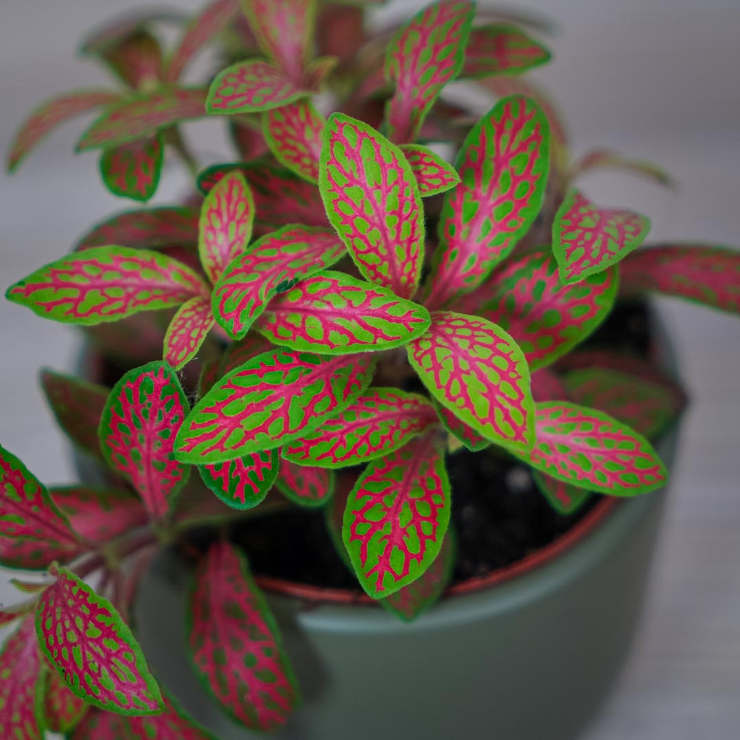 growth pattern of Fittonia Zalm Ruby Lime Rooted Starter Plant live houseplant from Divine Roots