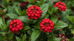 leaf detail of Lantana Florida Red (Rooted Starter Plant) live houseplant from Divine Roots