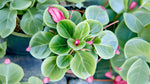 potted Angel Wing Begonia Sunbrite Pink Rooted Starter Plant live Begonia from Divine Roots