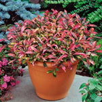 size reference for Joseph’s Coat “Multi-Color Hedge” (Alternathera sp.) live houseplant from Divine Roots