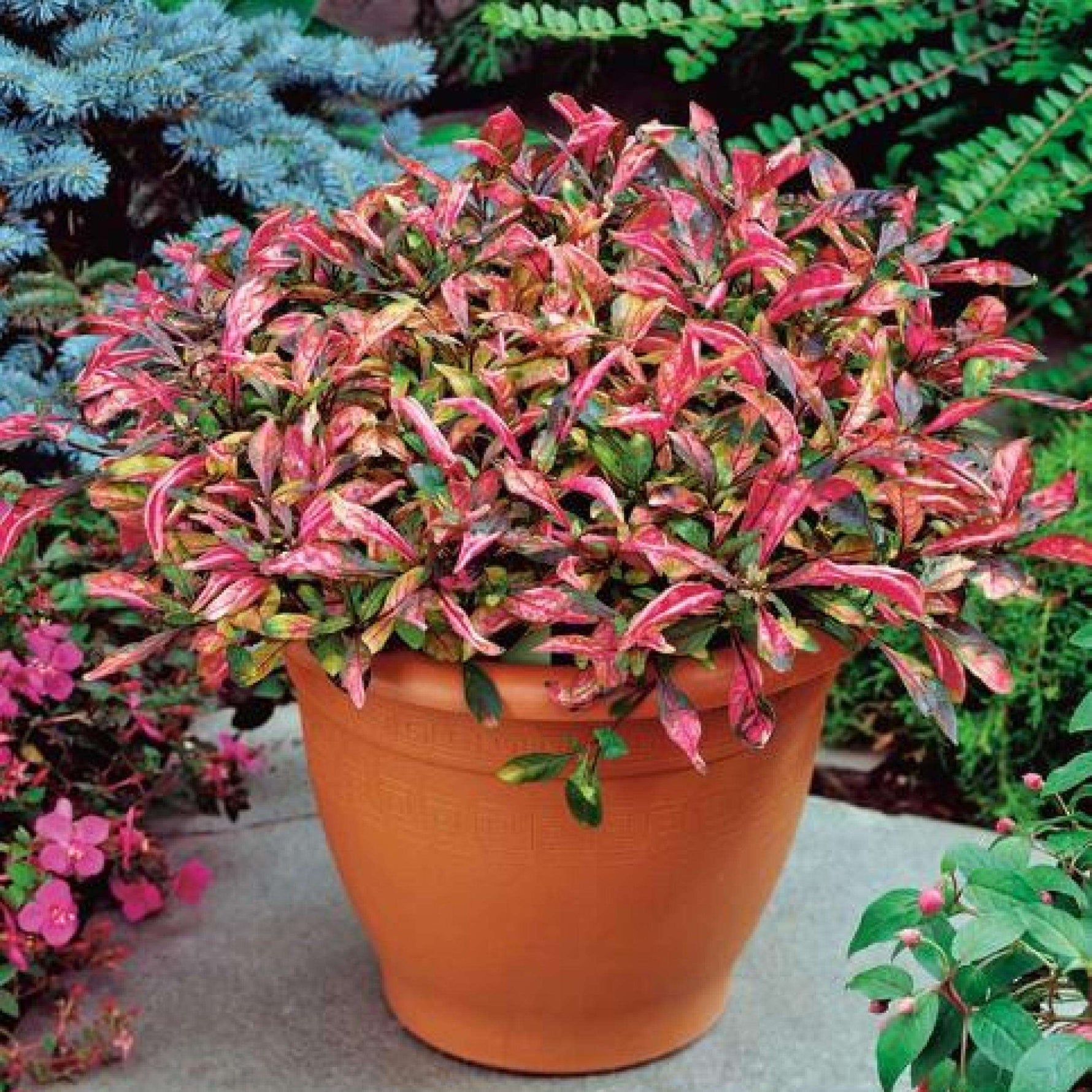 size reference for Joseph’s Coat “Multi-Color Hedge” (Alternathera sp.) live houseplant from Divine Roots