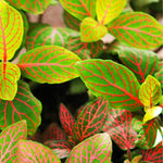 detail shot of Fittonia Terrarium Builder Bundle - 4 Assorted Rooted Plants live plant bundle from Divine Roots