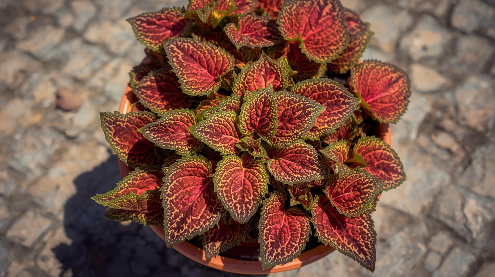 size reference for Coleus Smallwood Driveway live houseplant from Divine Roots