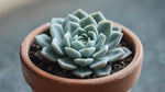 size reference for Sempervivum Silverine Succulent Rooted Starter Plant live succulent from Divine Roots