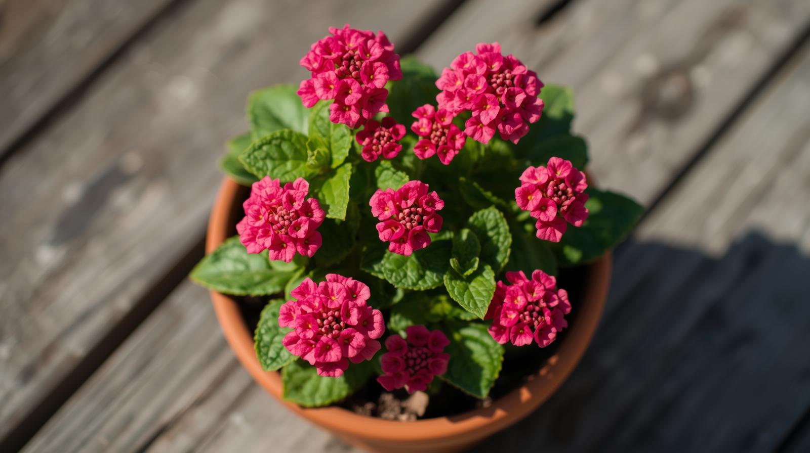 new growth on Lantana Dwarf Raspberry live houseplant from Divine Roots