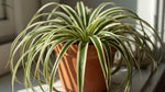 potted Chlorophytum Spider Reverse Rooted Starter Plant live spider plant from Divine Roots