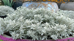 new growth on Artemesia Stellerinana Silver Brocade live houseplant from Divine Roots