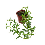 mature specimen of Senecio Peregrinus String of Dolphins live succulent from Divine Roots