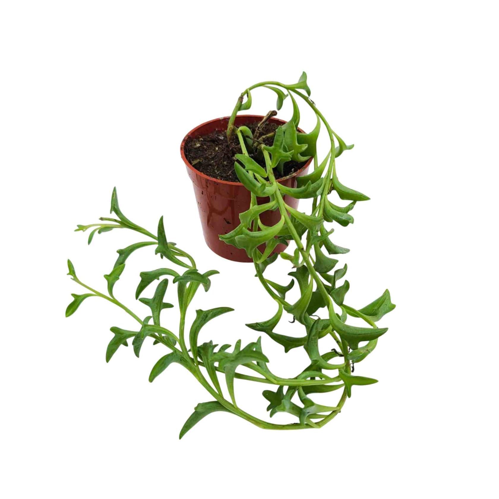 mature specimen of Senecio Peregrinus String of Dolphins live succulent from Divine Roots