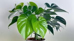 side profile of Pothos Baltic Blue (Rooted Starter Plant) live Pothos from Divine Roots