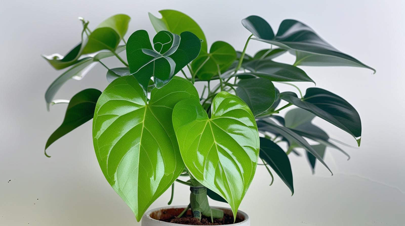 side profile of Pothos Baltic Blue (Rooted Starter Plant) live Pothos from Divine Roots