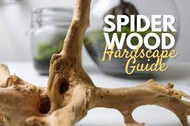leaf detail of Aquarium Hardscape DriftWood: SpiderWood live houseplant from Divine Roots