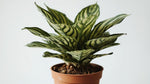 leaf detail of Calathea Freddie Rooted Starter Plant live prayer plant from Divine Roots