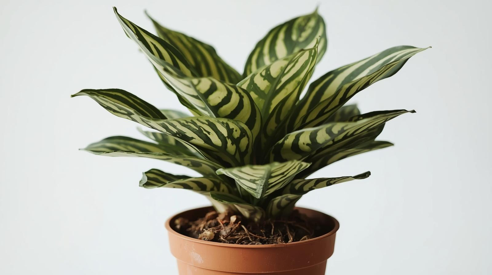 leaf detail of Calathea Freddie Rooted Starter Plant live prayer plant from Divine Roots