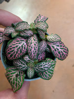 new growth on Fittonia Verschaffeltii Pink Rooted Starter Plant live houseplant from Divine Roots