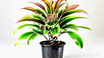 mature specimen of Cordyline Coffee Compacta 6" White Eco Pot decorative planter from Divine Roots