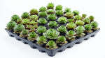 top view of Succulents Sempervivum Assortment Rooted Starter Plant live succulent from Divine Roots