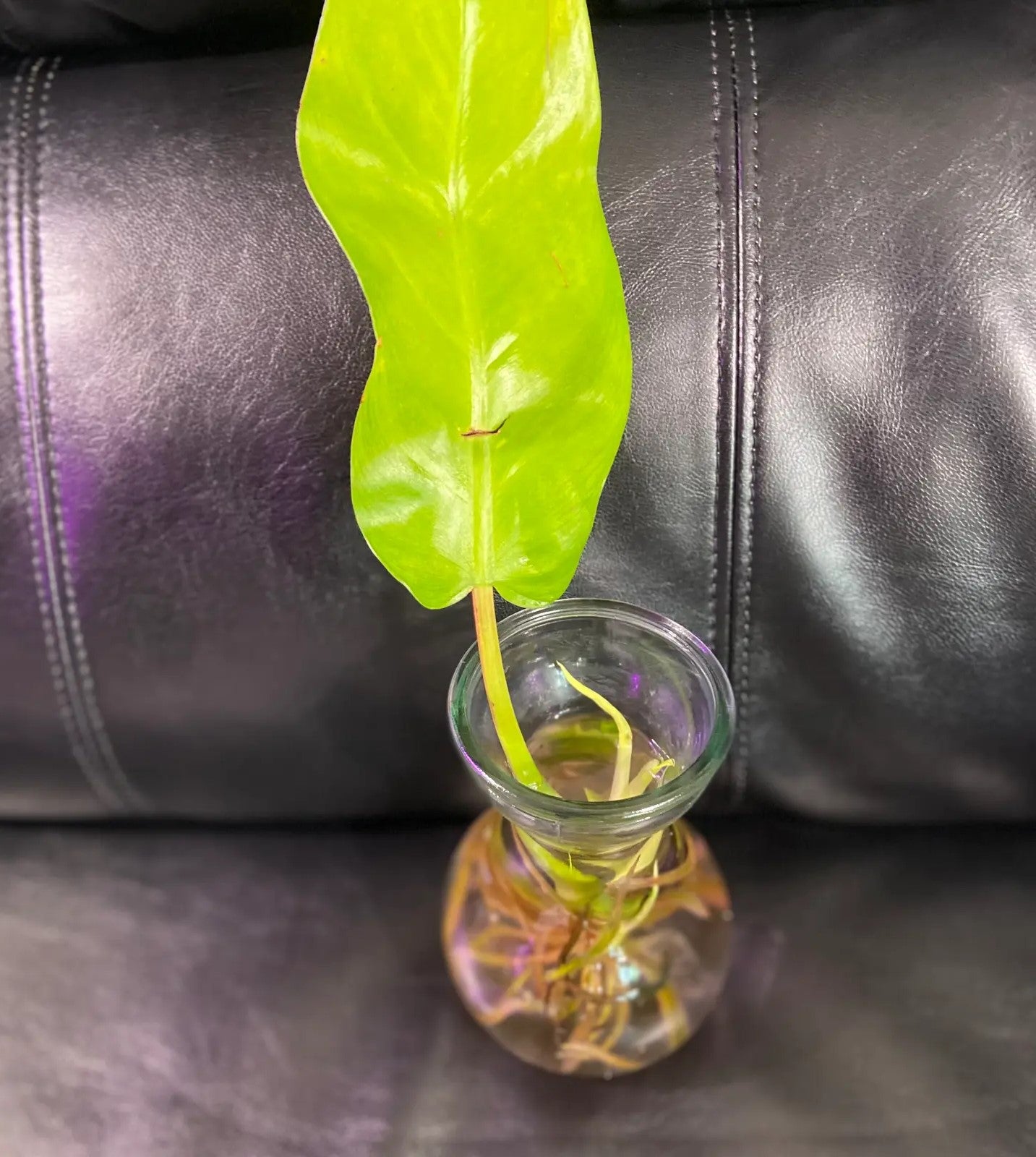 size reference for Philodendron Malay Gold Lemon Lime Rooted Starter Plant live Philodendron from Divine Roots