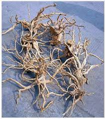 growth pattern of Aquarium Hardscape DriftWood: SpiderWood live houseplant from Divine Roots