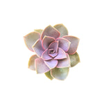 Echeveria Perle Von Nurnberg Rooted Starter Plant live succulent from Divine Roots