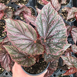 full view of Angel Wing Begonia Miss Mummy Rooted Starter Plant live Begonia from Divine Roots