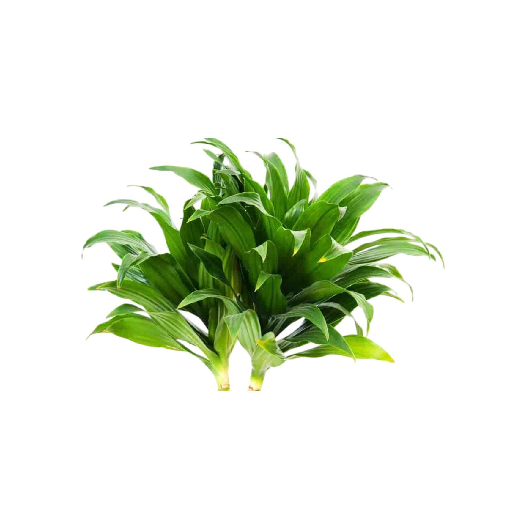 Janet Craig Pineapple Plant Dracaena Compacta live Dracaena from Divine Roots