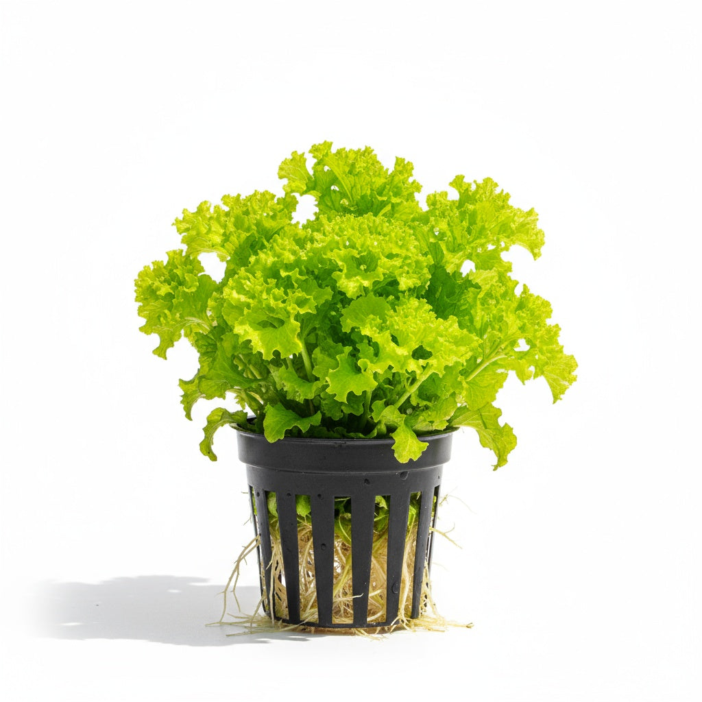 potted Florida Ruffle “Green Hedge” (Alternanthera sp.) live houseplant from Divine Roots