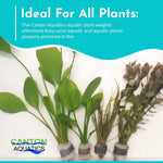 mature specimen of Aquatic Aquarium Plant Anchor Weights live houseplant from Divine Roots